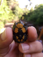 Kinosternon chimalhuaca