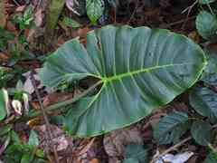 Philodendron deflexum