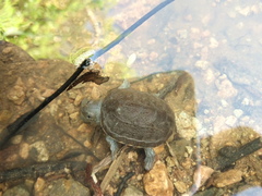 Kinosternon chimalhuaca