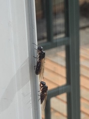 Camponotus herculeanus