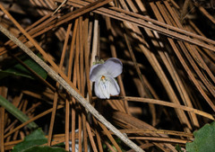 Viola grahamii