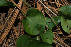 Viola grahamii