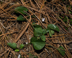 Viola grahamii