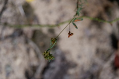 Lespedeza angustifolia
