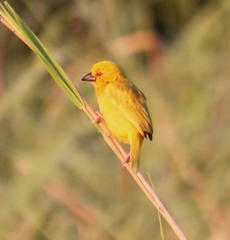 Ploceus subaureus subaureus