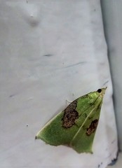 Paramacna arnea