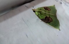 Paramacna arnea