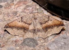 Prochoerodes forficaria