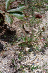 Lespedeza angustifolia