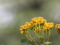 Verbesina virgata