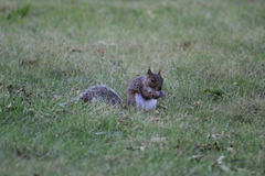 Sciurus carolinensis