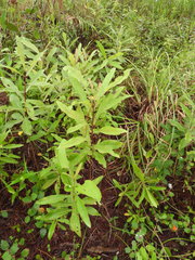 Verbesina virgata