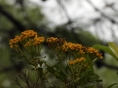 Verbesina virgata