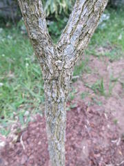 Tabernaemontana elegans
