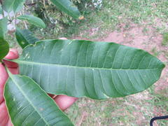 Tabernaemontana elegans