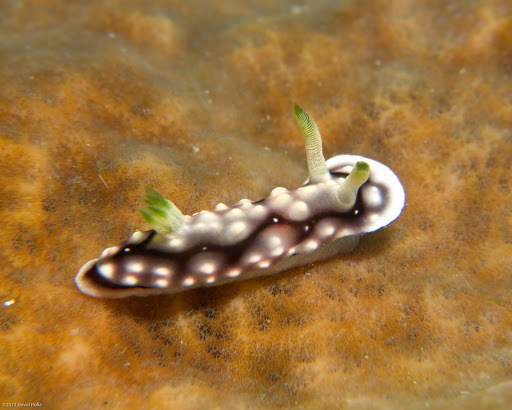 Geometric Goniobranchus