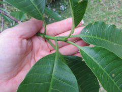 Tabernaemontana elegans