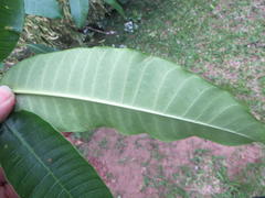 Tabernaemontana elegans