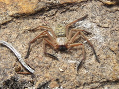 Delena lapidicola