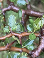 Condalia buxifolia