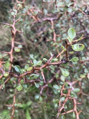 Condalia buxifolia