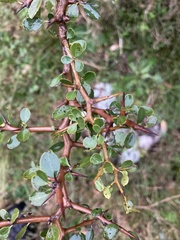 Condalia buxifolia