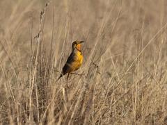 Macronyx capensis colletti