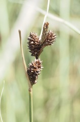 Carex extensa