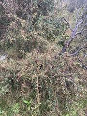Condalia buxifolia