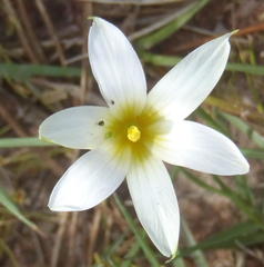 Romulea flava flava