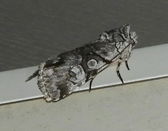 Sympistis chionanthi