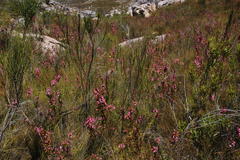 Erica daphniflora daphniflora