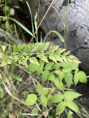 Ligusticum canbyi
