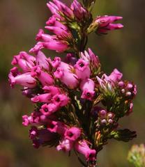 Erica daphniflora daphniflora