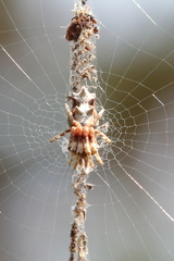 Cyclosa octotuberculata