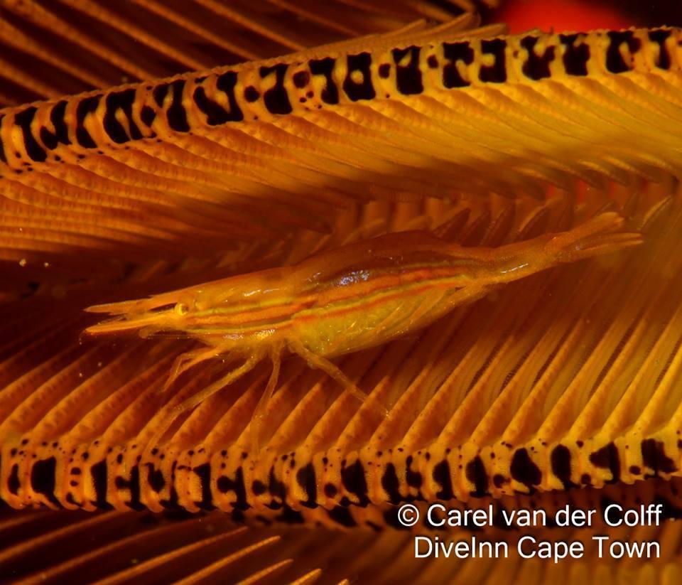 featherstar shrimp