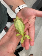 Phylliidae