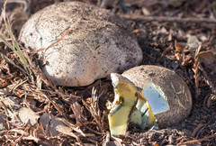 Butyriboletus persolidus