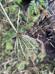 Ligusticum canbyi