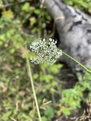 Ligusticum canbyi