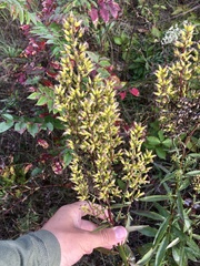 Solidago speciosa rigidiuscula