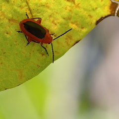 Disonycha discoidea