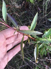 Solidago speciosa rigidiuscula