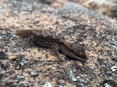 Diplodactylus calcicolus