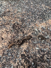 Diplodactylus calcicolus