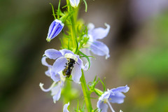 Megachile campanulae