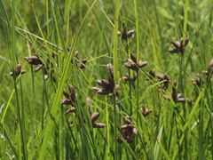 Bolboschoenus robustus