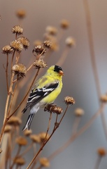 American Goldfinch photo 5