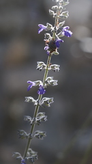 Salvia urolepis