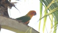 Aratinga